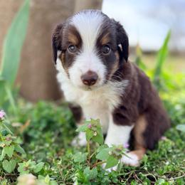 Otter (ASDR and AKC) - Red tri-color male Miniature American Shepherd puppy in Stockton, Missouri from Kizmit Farmz