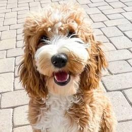 Saylor - Cockapoo