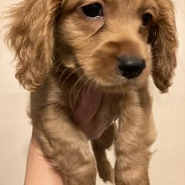 Cockapoo Puppies from Shimmer of Hope
