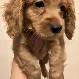 Cockapoo Puppies from Shimmer of Hope