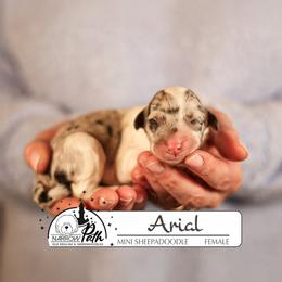 Ariel - Blue merle and white female Sheepadoodle puppy in Cleveland, Tennessee from Narrow Path Old English & Sheepadoodles