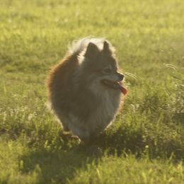 Poppy - Pomsky