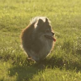 Poppy - Pomsky