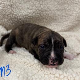 Boy 3 - Red brindle male American Pit Bull Terrier puppy in Nine Mile Falls, Washington from Bartin Kennels