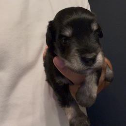 Boy 2 - Black and silver male Miniature Schnauzer puppy in Seagoville, Texas from JC miniature schnauzers