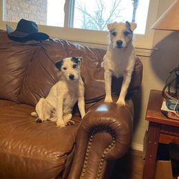 Bandy - Parson Russell Terrier