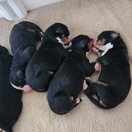 Bernese Mountain Dog Puppies from Summer's Berners