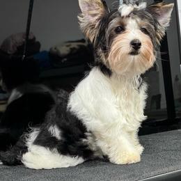 Pebbles - Black tan and white female Biewer Terrier puppy in Tucson, Arizona from Great Scotts Biewers