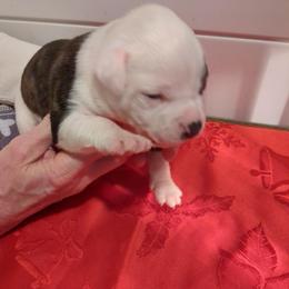 Girl 5 - White female American Bulldog puppy in La Porte, Indiana from Slayton's American Bulldogs