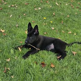 German Shepherd Puppies from Brighton Shepherds