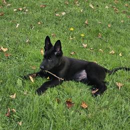 German Shepherd Puppies from Brighton Shepherds