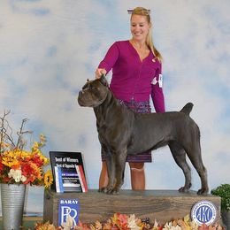 Cane Corso Puppies from Virtue Cane Corso