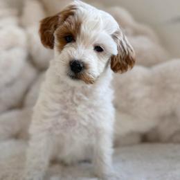 Ivy - Parti female Goldendoodle puppy in Gilbert, Arizona from Doodle Bliss