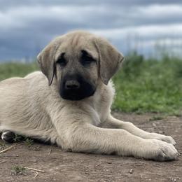 Forrest Boy (5) - Fawn male Anatolian Shepherd Dog puppy in Kalispell, Montana from Wild Rooster Family Farm – AKC Anatolian Shepherd Breeder, OFA Health Tested