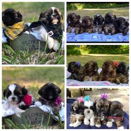 Shih Tzu Puppies from Garrard Creek Shih Tzus
