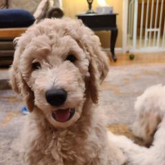 Goldendoodle Puppies from Pearl's Puppies LLC