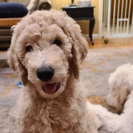Goldendoodle Puppies from Pearl's Puppies LLC