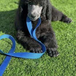 Poodle Puppies from Enjoy Life Kennels