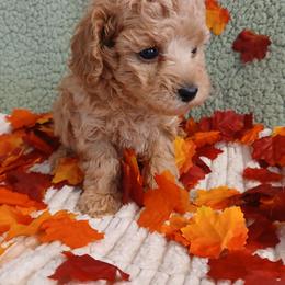 Dillon - Apricot male Poodle puppy in Blanch, North Carolina from Faithful Hearts Kennel