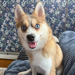 Zoe - Merle female Pomsky puppy in Vernon, Connecticut from Lunar Pomskies