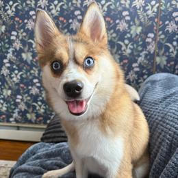 Zoe - Merle female Pomsky puppy in Vernon, Connecticut from Lunar Pomskies