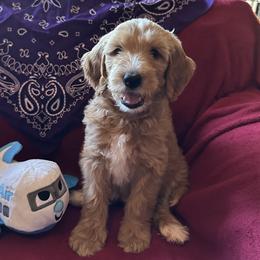 Purple Collar - Paris (France) - Apricot female Goldendoodle puppy in West Sacramento, California from Pomegranate Doodles