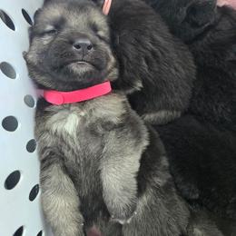 Shiloh Shepherd Puppies from Heritage Shilohs
