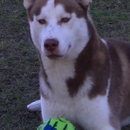 Siberian Huskies from Husky love