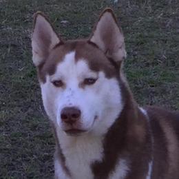 Siberian Huskies from Husky love