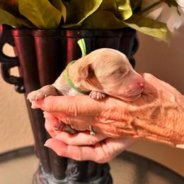Green Boy - Parti male Goldendoodle puppy in Kitsap County, Washington from Amazing Grace Doodles