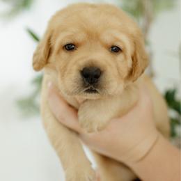 Liberty - Yellow female Labrador Retriever puppy in Allons, Tennessee from UC Labradors LLC
