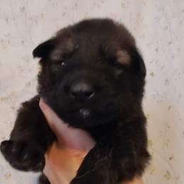 German Shepherd and Siberian Husky Puppies from Sstar