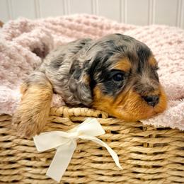 Opal - Merle female Cavapoo puppy in Knoxville, Tennessee from Duke’s Forever Doodles