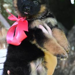 Chloe - Black and red German Shepherd puppy in Azle, Texas from Nuckol's Canines German Shepherds