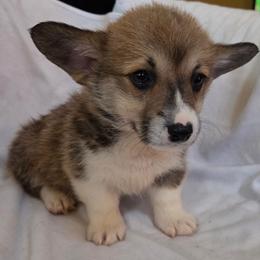 Benny - White and red male Pembroke Welsh Corgi puppy in Madera, California from RRR Corgis