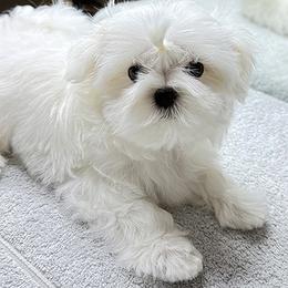 Maltese Puppies from Platinum Dunes Maltese Kennel