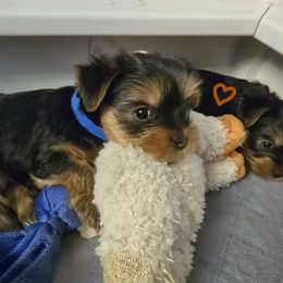 Yorkshire Terrier Puppies from Kathryn's Yorkies