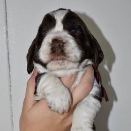 Lassie - Liver and white female English Springer Spaniel puppy in Chapmansboro, Tennessee from Balthrop Bend Farms