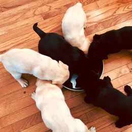 Labrador Retriever Puppies from Dublin’s Classic Labradors