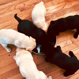 Labrador Retriever Puppies from Dublin’s Classic Labradors
