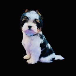 Biewer Terrier Puppies from Maddylane Biewer Terriers