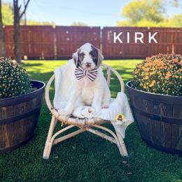 Kirk - Chocolate male Goldendoodle puppy in Dallas County, Texas from Dream A Little Doodle