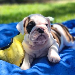 Boy 3 - Red brindle and white male Bulldog puppy in Tierra Verde, Florida from Destiny Kennel