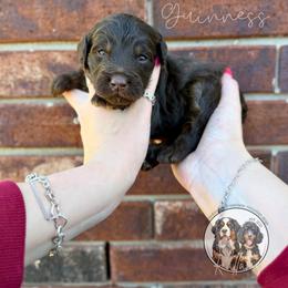 Guinness - Brown female Bernedoodle puppy in Owasso, Oklahoma from Kallams Bernedoodles & Bernese Mountain Dogs