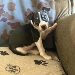 Flint - Black white and tan male Rat Terrier puppy in Molalla, Oregon from The Puppy Patch Rat Terriers