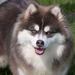 Aspen - Pomsky