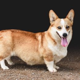 American Corgis and Pembroke Welsh Corgis from Rafter T Corgis