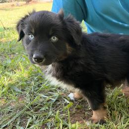 Green - Black tri male Miniature American Shepherd puppy in Hurt, Virginia from Sweet Prada's Farm