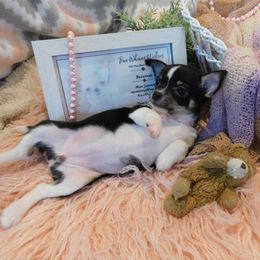 Chihuahua Puppies from Fine Whines & Lickers