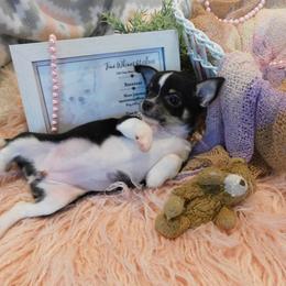 Chihuahua Puppies from Fine Whines & Lickers